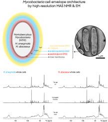 High-resolution 2D solid-state NMR provides insights into nontuberculous mycobacteria