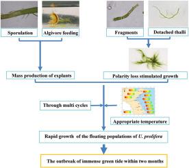 How did the floating Ulva prolifera develop into the world's largest green tide?