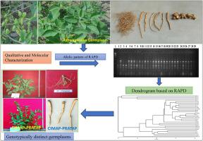 The qualitative and molecular categorization for genetic diversity in Withania somnifera (L.) Dunal