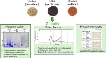 Polyphenol-mediated covalent bonds on glutelin structural changes in rice with different bran colors