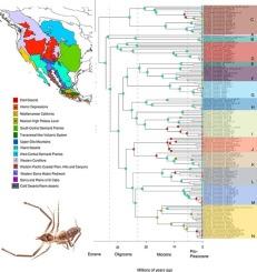 Historical biogeography and the evolution of habitat preference in the North American camel spider family, Eremobatidae (Arachnida:Solifugae)