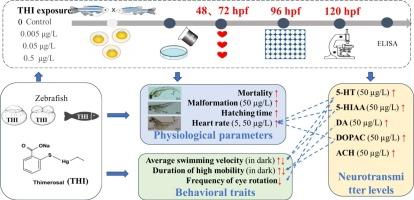 Adverse effects of thimerosal on the early life stages of zebrafish