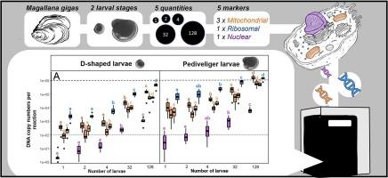 Advancing DNA-based quantification of Pacific oyster larvae using a HTqPCR multi-marker approach