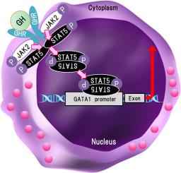 Growth hormone is involved in GATA1 gene expression via STAT5B in human erythroleukemia and monocytic cell lines