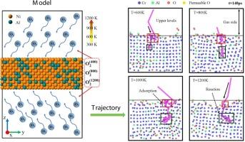 Atomic insights into the oxidation behavior of NiAl alloys in oxygen environments: A ReaxFF molecular dynamics study