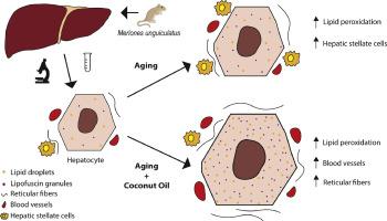 Coconut oil affects aging-related changes in Mongolian gerbil liver morphophysiology