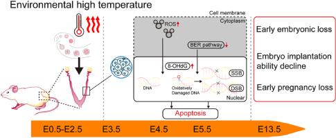 Environmental high temperature affects pre-implantation embryo development by impairing the DNA repair ability