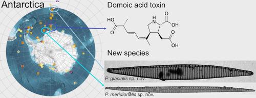 Diversity, toxicity, and distribution of potentially toxic diatoms in Antarctic waters––With description of Pseudo-nitzschia meridionalis sp. nov. and P. glacialis sp. nov.