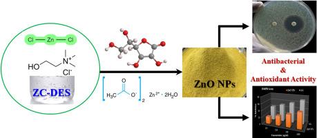 Green synthesis of ZnO nanoparticles in Zinc chloride:Choline chloride deep eutectic solvent-characterization antibacterial and antioxidant agents