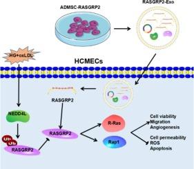 NEDD4L-mediated RASGRP2 suppresses high-glucose and oxLDL-induced vascular endothelial cell dysfunctions by activating Rap1 and R-Ras