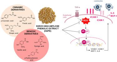 Exploring the health benefits of high amylose wheat phenolic extract in human endothelial cell model: Inhibitory effects on endothelial activation