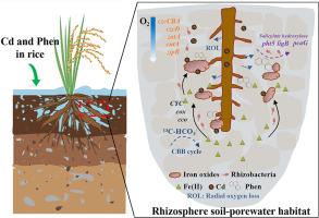 DNA-stable isotope probing and metagenomics reveal Fe(II) oxidation by core microflora in microoxic rhizospheric habitats to mitigate the accumulation of cadmium and phenanthrene in rice