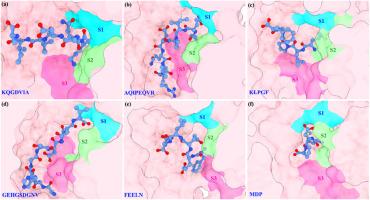 Virtual screening, molecular docking, and molecular dynamics simulation studies on the hypoglycemic function of oat peptides