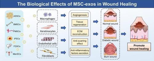 Exosomes from mesenchymal stem cells: Potential applications in wound healing