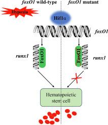 Deletion of the foxO1 gene reduces hypoxia tolerance in zebrafish embryos by influencing erythropoiesis