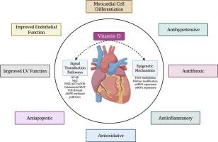 Vitamin D as a modulator of molecular pathways involved in CVDs: Evidence from preclinical studies