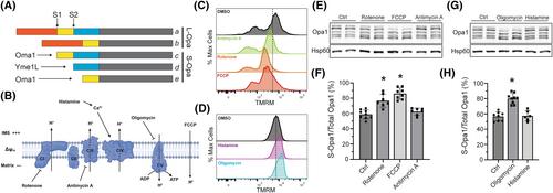 Mitochondrial membrane potential and oxidative stress interact to regulate Oma1-dependent processing of Opa1 and mitochondrial dynamics