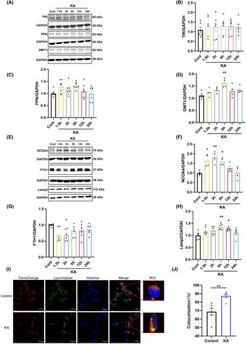 KA-mediated excitotoxicity induces neuronal ferroptosis through activation of ferritinophagy