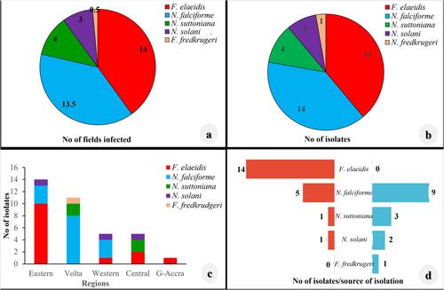 Characterisation of Fusarium and Neocosmospora Species Associated With Crown Rot and Wilt of African Eggplant (Solanum aethiopicum) in Ghana