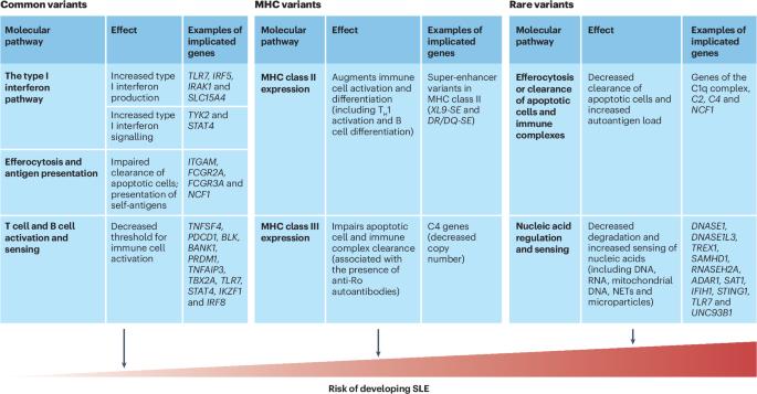 Systemic lupus erythematosus genetics: insights into pathogenesis and implications for therapy