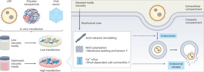 Fine-tuning extracellular fluid viscosity enhances gene delivery