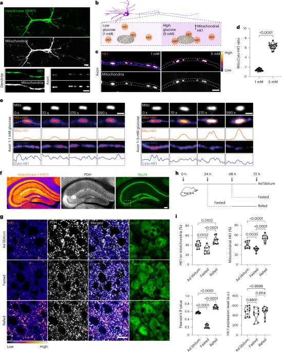 Organization of a functional glycolytic metabolon on mitochondria for metabolic efficiency