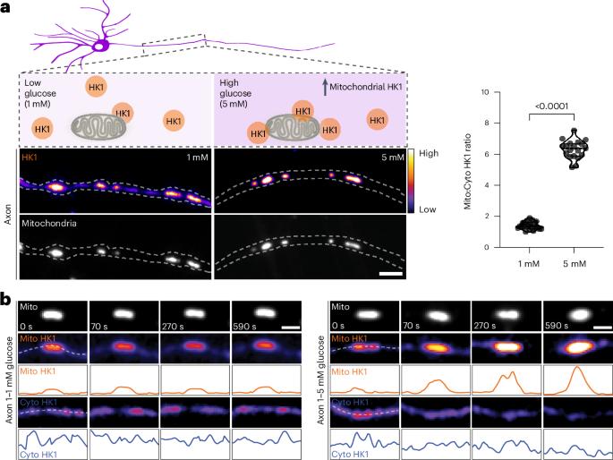 O-GlcNAc transferase regulates glycolytic metabolon formation on mitochondria to enhance ATP production