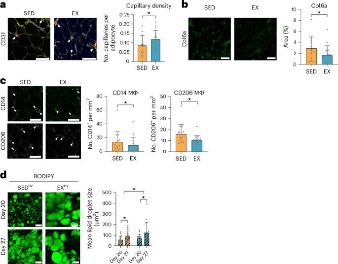 Long-term exercise training has positive effects on adipose tissue in overweight or obesity