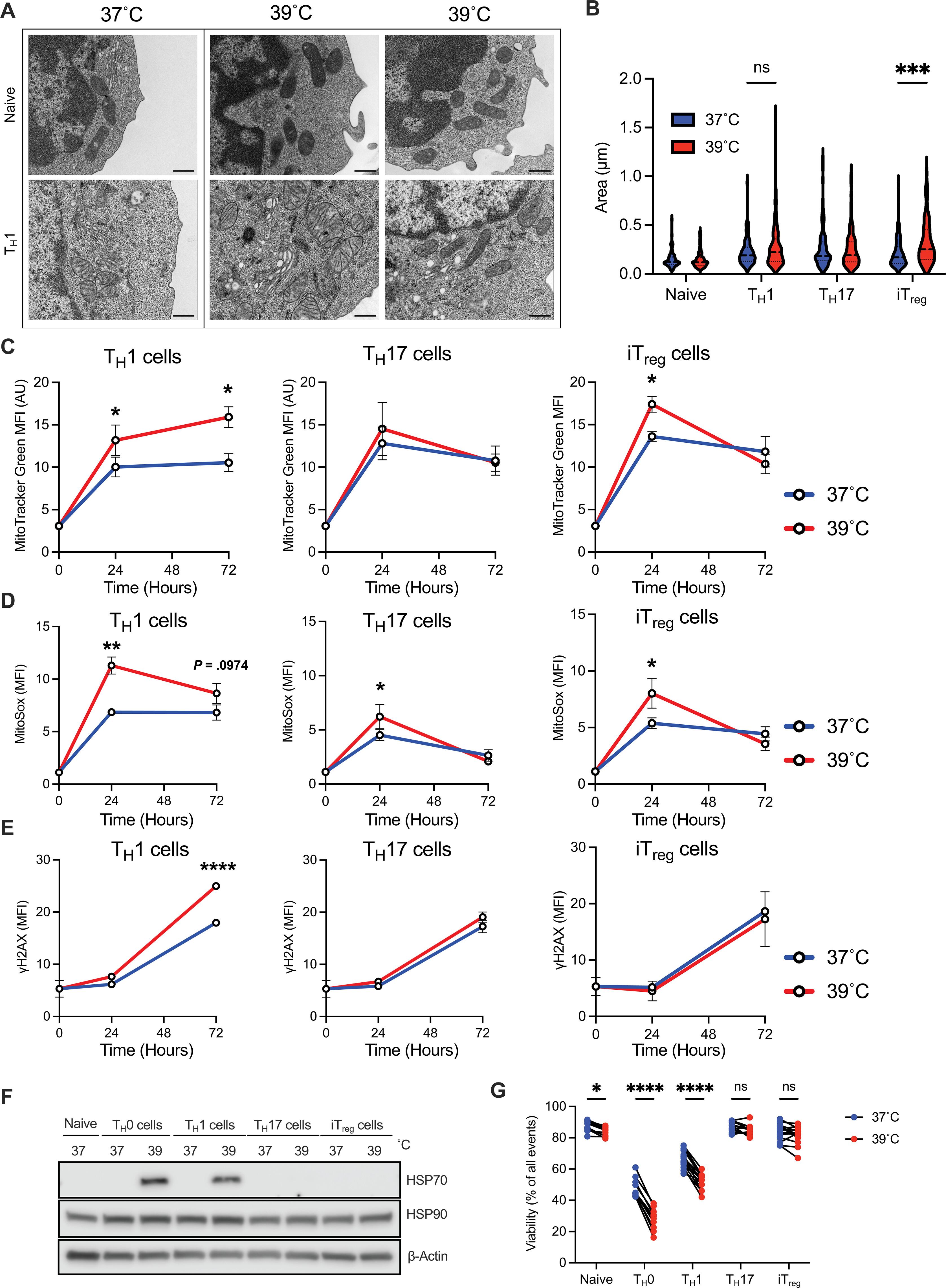 Subset-specific mitochondrial stress and DNA damage shape T cell responses to fever and inflammation