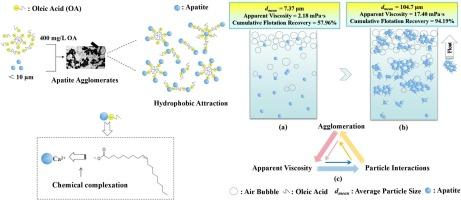 Study of oleic acid-induced hydrophobic agglomeration of apatite fines through rheology