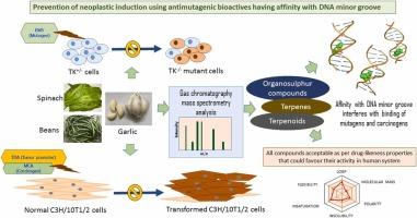 Sustained use of antimutagenic bioactives having affinity with DNA minor groove could prevent in vitro neoplastic induction