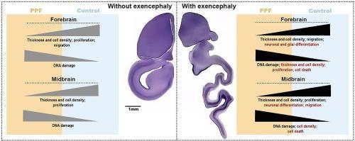 Cellular responses to developmental exposure to pyriproxyfen in chicken model: Contrasting embryos with and without exencephaly