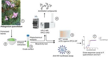 Analysis of antioxidant nutrients, anti-HIV and anticancer metabolic fingerprints of Pelargonium quercifolium (L.f) L'Hér