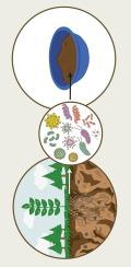 Production, analysis, and safety assessment of a soil and plant-based natural material with microbiome- and immune-modulatory effects