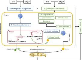 A novel fungal sensor (Ngs1) of N-acetylglucosamine (GlcNAc) mediates the fungal response to GlcNAc in the interaction between entomopathogenic Beauveria bassiana and insect host