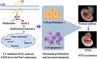 Cycloleucine induces neural tube defects by reducing Pax3 expression and impairing the balance of proliferation and apoptosis in early neurulation