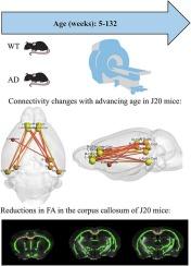 A longitudinal MRI analysis reveals altered brain connectivity and microstructural changes in a transgenic mouse model of Alzheimer's disease