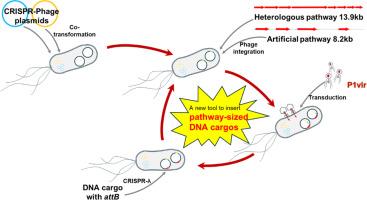 Development of a genome engineering tool for insertion of pathway-sized DNAs in Escherichia coli