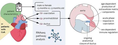 Transcriptome analysis of the aortic coarctation area