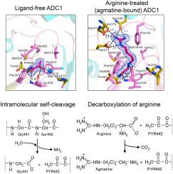 Unveiling the reaction mechanism of arginine decarboxylase in Aspergillus oryzae: Insights from crystal structure analysis