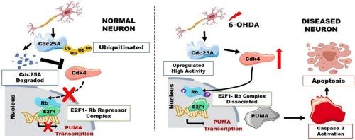 Cdc25A phosphatase is activated and mediates neuronal cell death by PUMA via pRb/E2F1 pathway in a model of Parkinson's disease