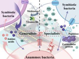 Adjusted bacterial cooperation in anammox community to adapt to high ammonium in wastewater treatment plant