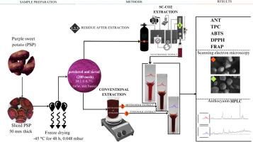 Extraction of anthocyanins from purple sweet potato using supercritical carbon dioxide and conventional approaches