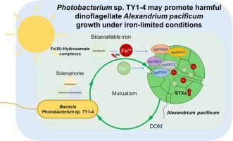 Potential siderophore-dependent mutualism in the harmful dinoflagellate Alexandrium pacificum (Group IV) and bacterium Photobacterium sp. TY1-4 under iron-limited conditions