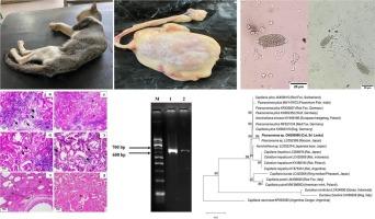 First record of feline urinary bladder worm (Capillaria syn. Pearsonema) in Sri Lanka: Clinical, histopathological and molecular characterization