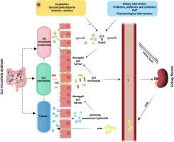 Gut microbiota and renal fibrosis