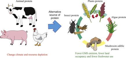 Plant proteins, insects, edible mushrooms and algae: more sustainable alternatives to conventional animal protein