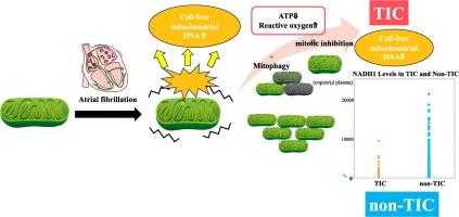 Decreased plasma cell-free mitochondrial DNA may be a new biomarker of tachycardia-induced cardiomyopathy in patients with atrial fibrillation