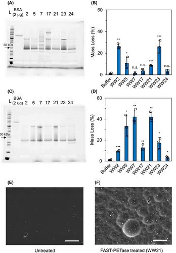 Degradation of polyethylene terephthalate (PET) plastics by wastewater bacteria engineered via conjugation