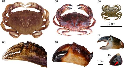 Predation scars provide a new method to distinguish native and invasive crab predation on mollusc prey